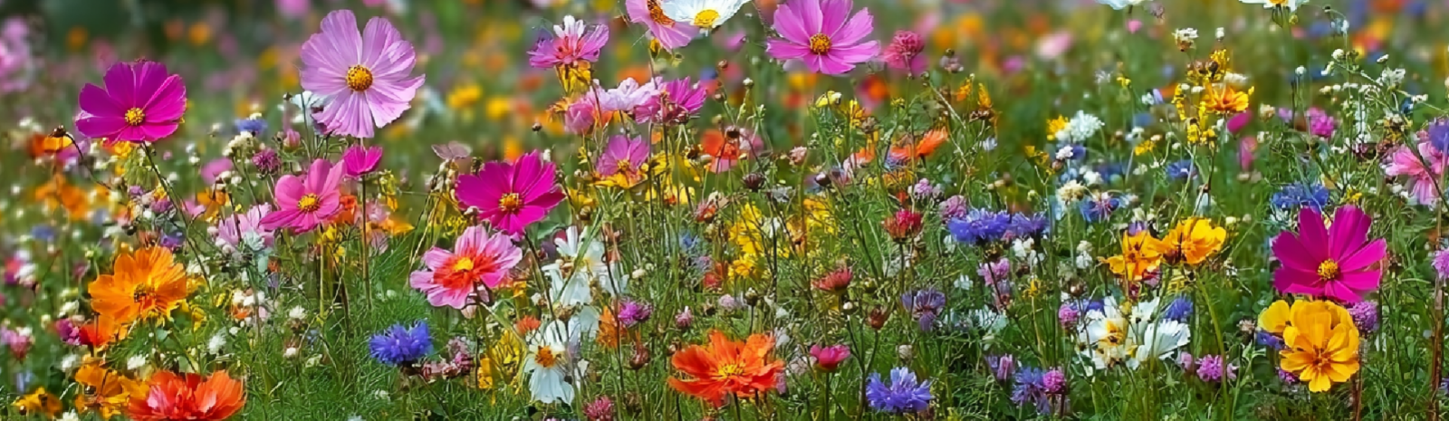 Favoriser la biodiversité au jardin - quelques conseils